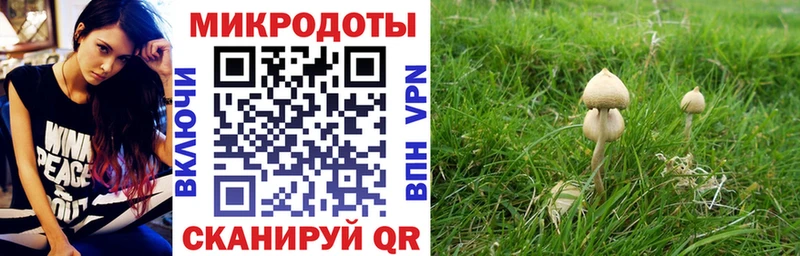 Купить  Строитель  Псилоцибиновые грибы прущие грибы 